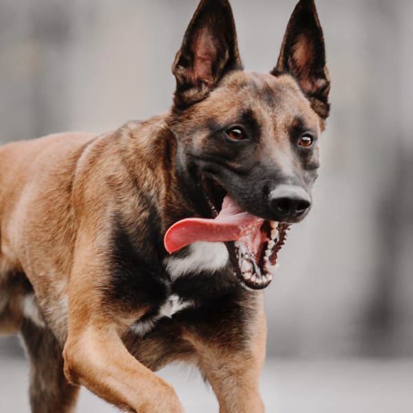 Routine check vet in Grenada